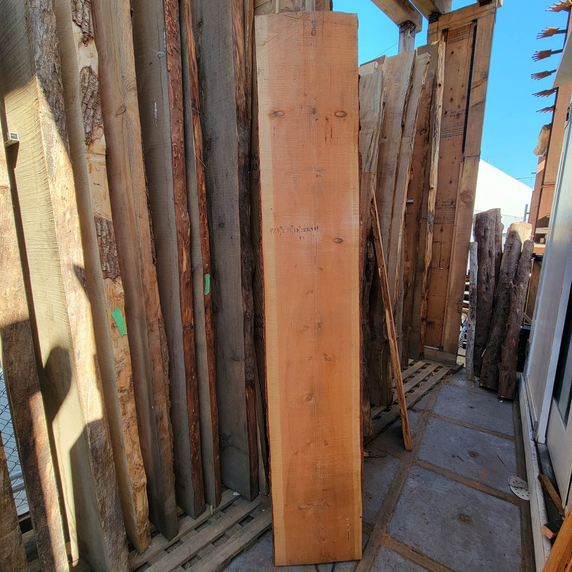 Douglas Fir